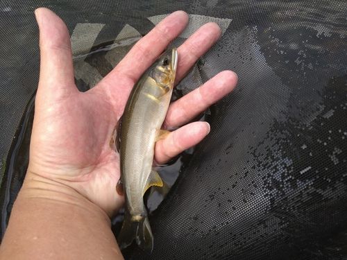 アユの釣果