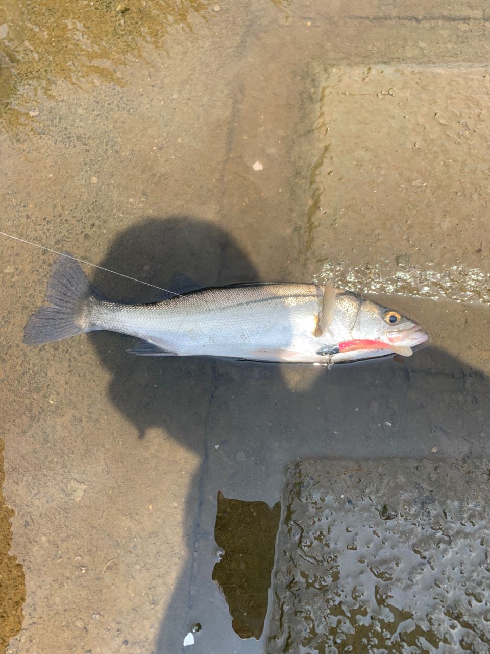 セイゴ（マルスズキ）