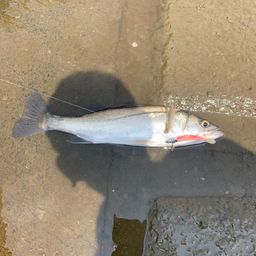 セイゴ（マルスズキ）