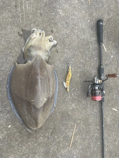 コウイカの釣果