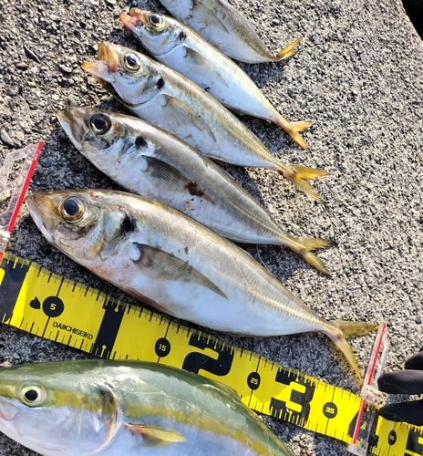 アジの釣果