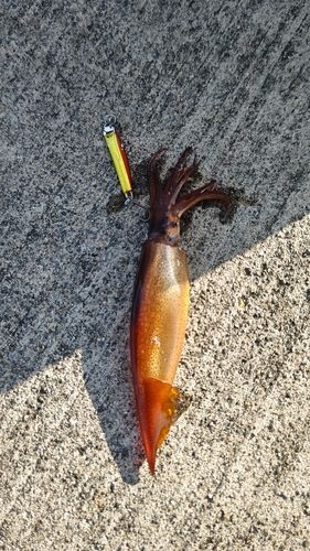 スルメイカの釣果