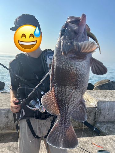 マゾイの釣果