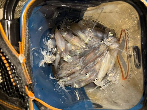 ヒイカの釣果