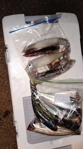 イカの釣果