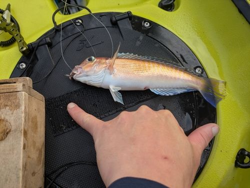 アマダイの釣果