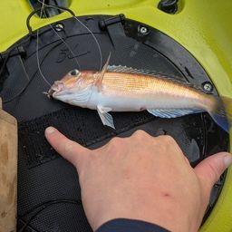 アマダイ