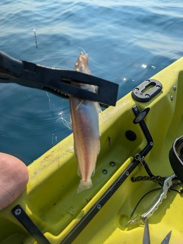 シロギスの釣果
