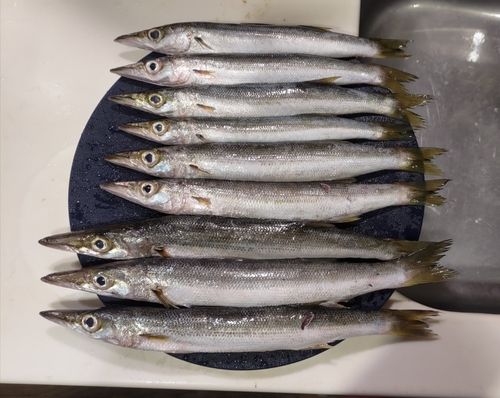 アカカマスの釣果