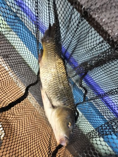 コイの釣果
