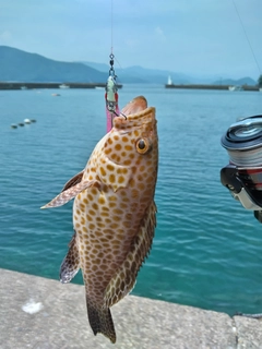 オオモンハタの釣果