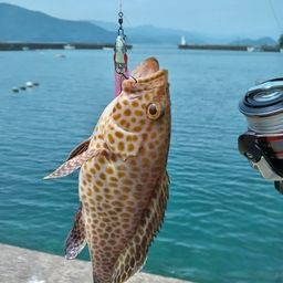 オオモンハタ