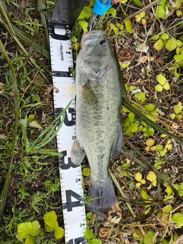 ブラックバスの釣果