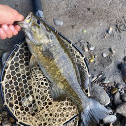 スモールマウスバス