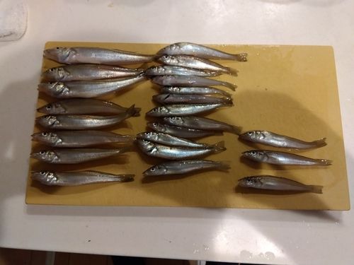 キスの釣果