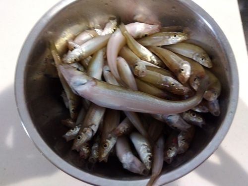 キスの釣果