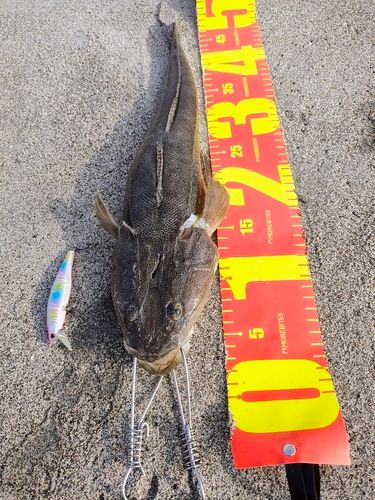 マゴチの釣果