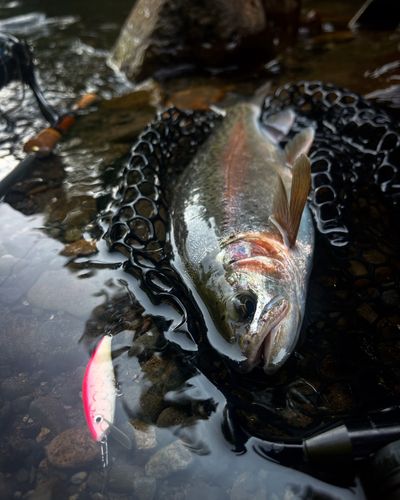 ニジマスの釣果