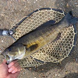 スモールマウスバス