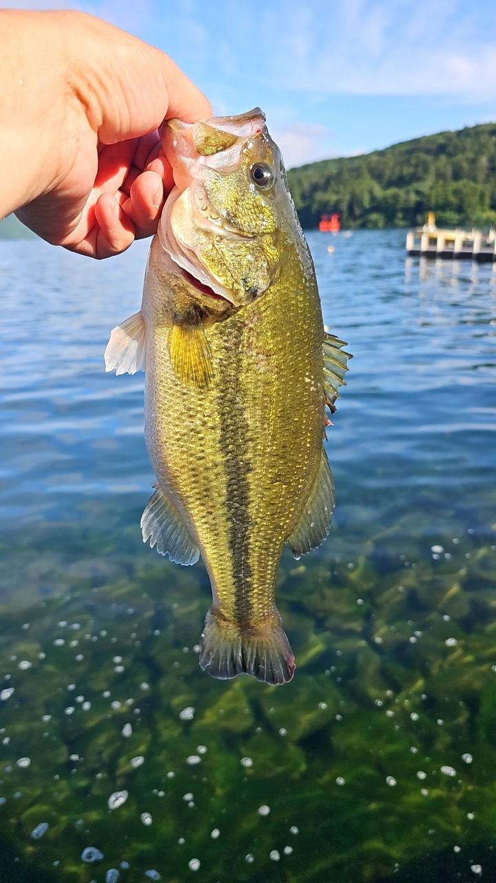 ラージマウスバス