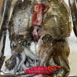 アオリイカ