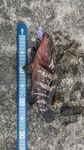 キジハタの釣果