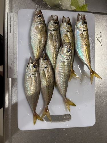 アジの釣果