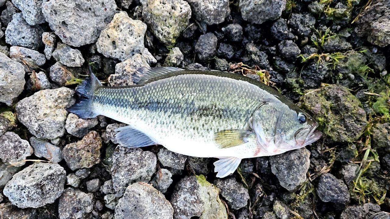 ラージマウスバス