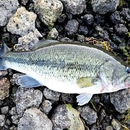 ラージマウスバス