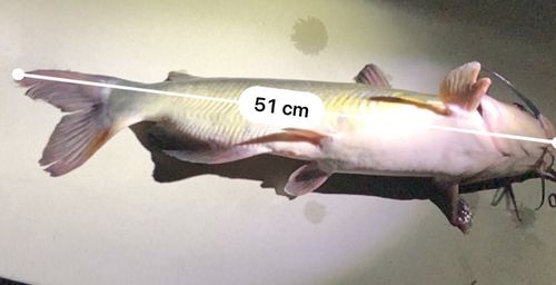 アメリカナマズの釣果