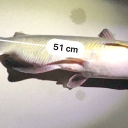 アメリカナマズ