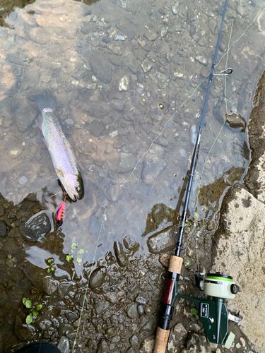 ニジマスの釣果