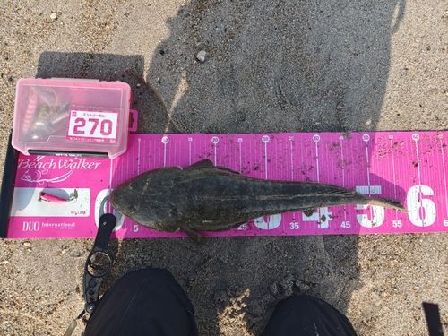 マゴチの釣果