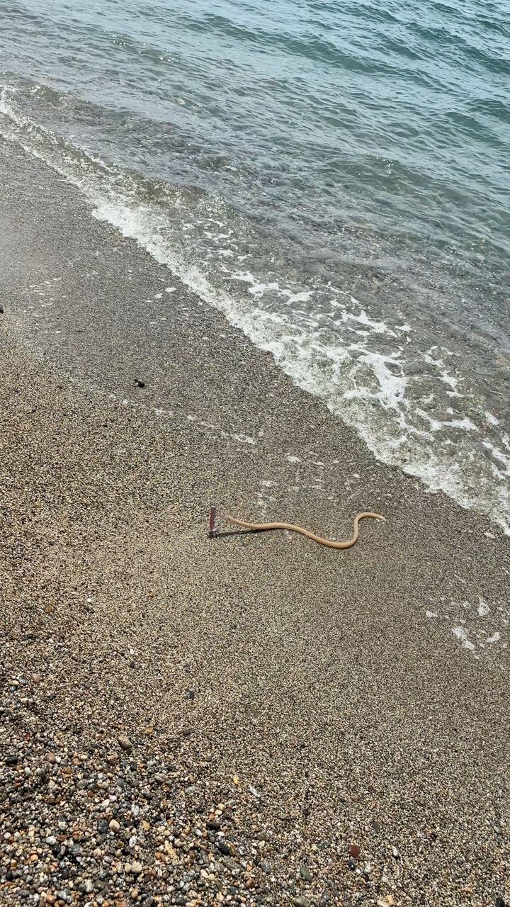 ダイナンウミヘビ