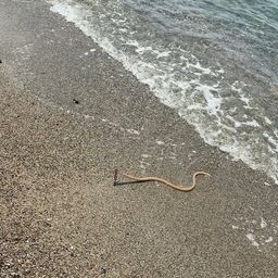 ダイナンウミヘビ