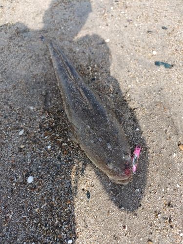 マゴチの釣果