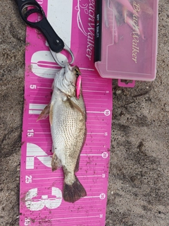 イシモチの釣果