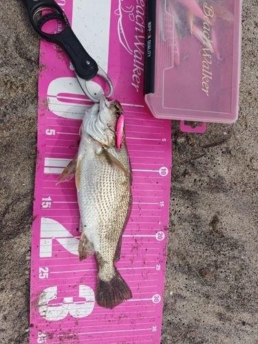 イシモチの釣果