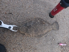 ソゲの釣果