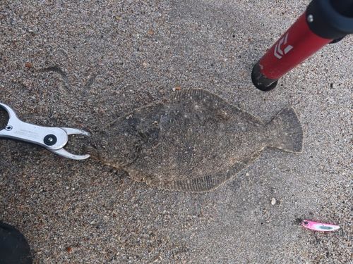 ソゲの釣果