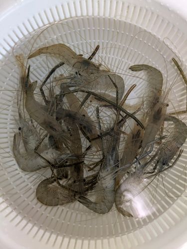 テナガエビの釣果