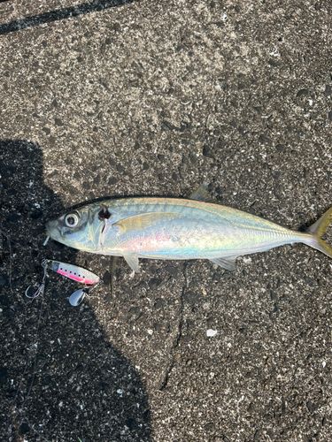 マルアジの釣果
