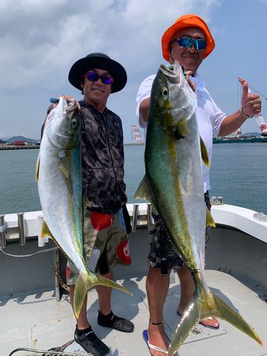 ヒラマサの釣果