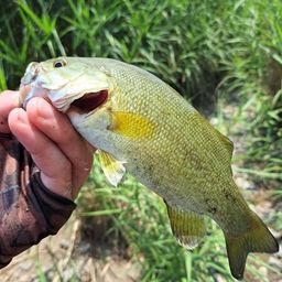 スモールマウスバス