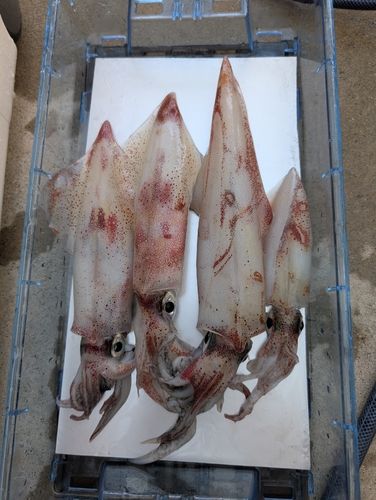 マイカの釣果