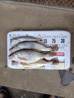 キスの釣果