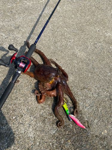マダコの釣果