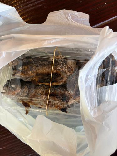 ニジマスの釣果