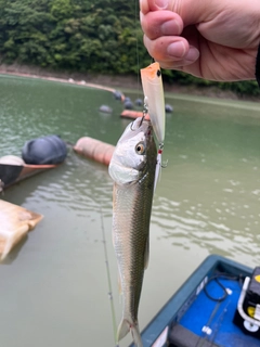 ハスの釣果