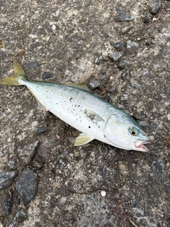 ワカシの釣果